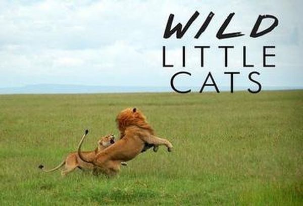 Wild Little Cats