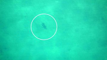 Shark spotted inside nets at Manly Cove, Sydney.