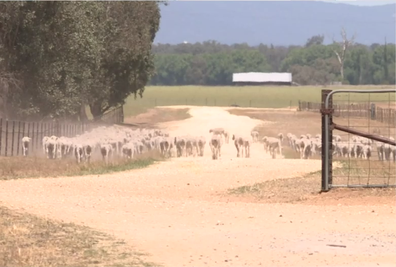 NSW and Queensland are being affected by the worst drought in over a century. 