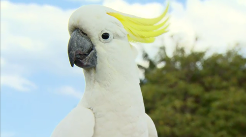 Several thousand cockatoos gather for feeding.