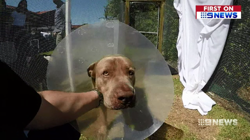 Hank the Neopolitan Mastiff was to be put down before his life was spared after public pressure.