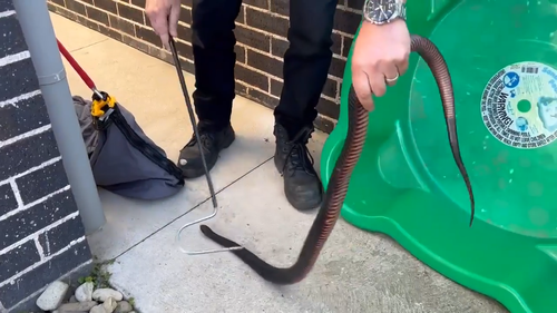 A red-bellied black snake was caught hiding under a kiddie pool in Shellharbour, NSW.