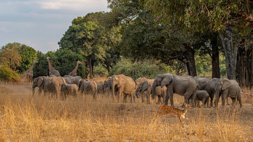 Safari animals at South Luangwa National Park in Zambia.