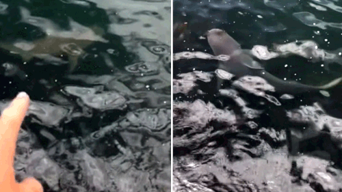 A group of young fishermen spotted bull sharks in Sydney Harbour.