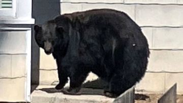 Locals dubbed the bear &quot;Hank the Tank&quot; after a spate of property damage.