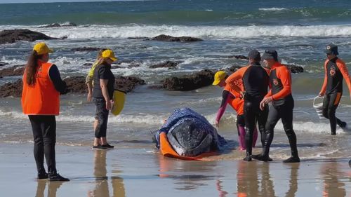 Baby Humpback whale washes up on Port Macquarie beach on July 29