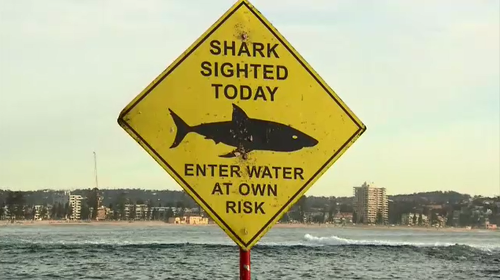 A man has been injured after a suspected shark attack on Shelly Beach in Manly this morning.