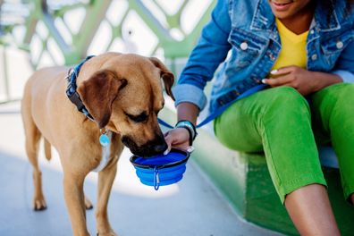 Dog drinking from water bowl stock photo 