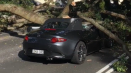 The car was crushed as the tree toppled onto it. 