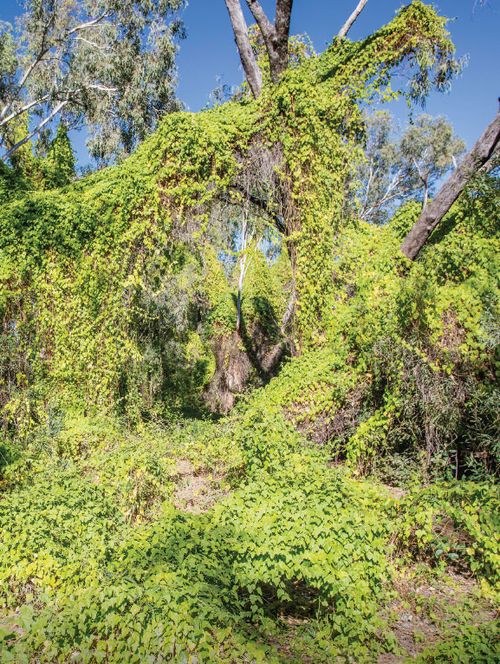 Stinking passionflower smothers native plants.