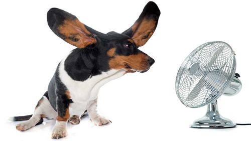 Opting for a fan can save you money this summer.  