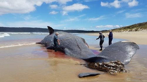 Large sperm whale carcass found on Tasmanian beach. 
