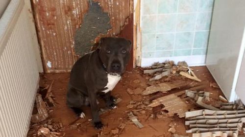 Scottish pet owner returns dog after arriving home to find huge hole punched through kitchen door