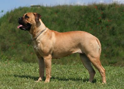 English Mastiff