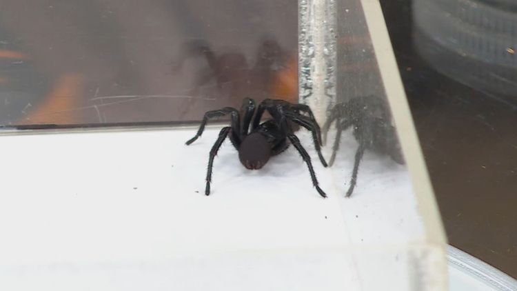 Spider season booming in Sydney thanks to warm, wet weather - ABC News