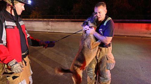 Grateful dog thanks firefighter for rescuing him and his owner