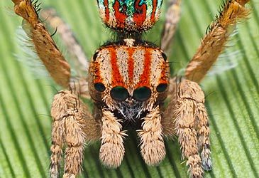 What is the common name of the Maratus genus of spiders?