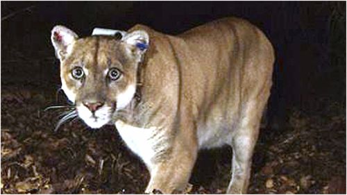 Mountain lions destroyed after eight-year-old attacked