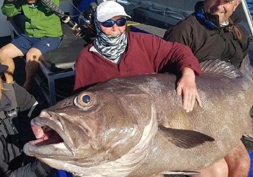 The 62kg bass grouper took 40 minutes to reel in. (Facebook / Reel Force Charters)