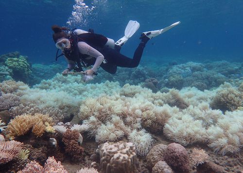 A reef researcher dives to observe the impact of mass bleaching on the Great Barrier Reef in 2017. In 2016, bleaching was most severe in the northern third of the Reef, while one year on, the middle third has experienced the most intense coral bleaching. (Photo: ARC Centre of Excellence for Coral Reef Studies)