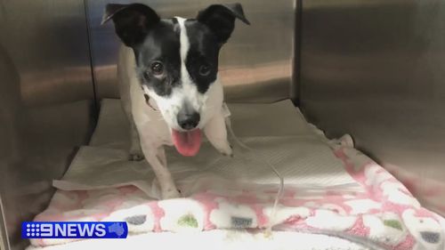 Elbie il Jack Russell è stato salvato dal cornicione del 13° piano degli appartamenti Meritan a Dee Why, sulle spiagge settentrionali di Sydney.