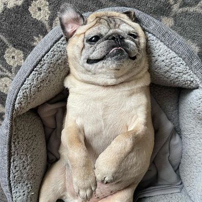 Tiktok's Noodle the Pug, known for his 'bones, no bones' days, has