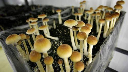 Magic mushrooms show high potential for treatment of depression