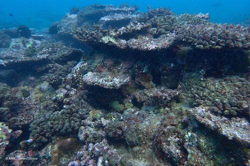 Uma onda de calor marinha mais longa tornou o pior dos piores da alcyalis infectando coisas no registro da Austrália Ocidental, de acordo com um novo relatório científico.