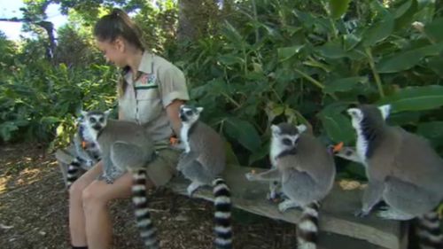 Primate keeper Jess MacDonald with a row of friendly lemurs. (9NEWS)