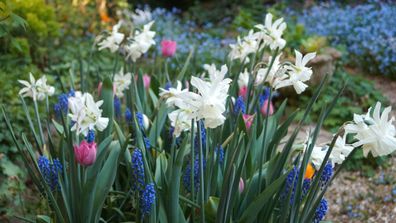 Lasagna bulb planting, tulips, hyacinths
