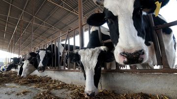 Workers feed cows at a dairy farming company in Handan, Hebei Province, China, On November 15, 2021. 