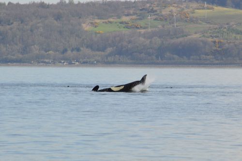 The mammals put on a spectacular show for people on a ferry in Scotland. (AAP)