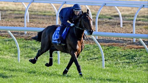 Tapp said Marmelo's performance at the Caulfield Cup leads him to believe he may have what it takes to win the Melbourne Cup. (AAP)