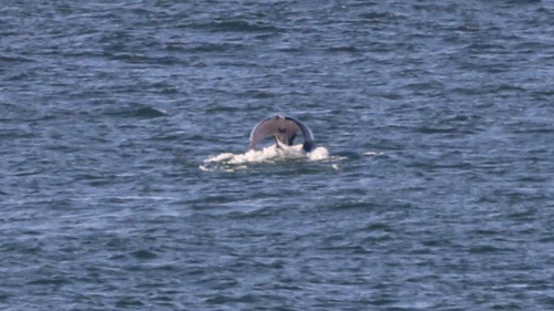 Wildlife scientist Vanessa Pirotta caught sight of the whale, which she has nicknamed 'Curly', in 2016. A whale with a similar curved fluke was then spotted on the Gold Coast in 2017. 