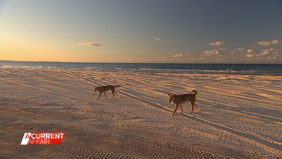 A dingo attack on 23-year-old Brisbane woman Sarah Peet who was jogging on a Queensland beach has sparked debate.