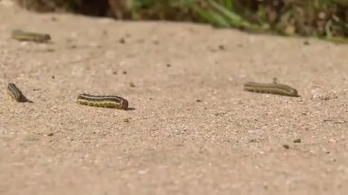 Armyworms destroying lawns in Sydney after months of heavy rain.