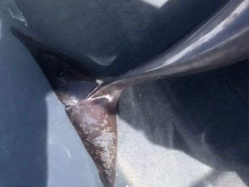 Dolphin leaps into fisherman's boat in Queensland