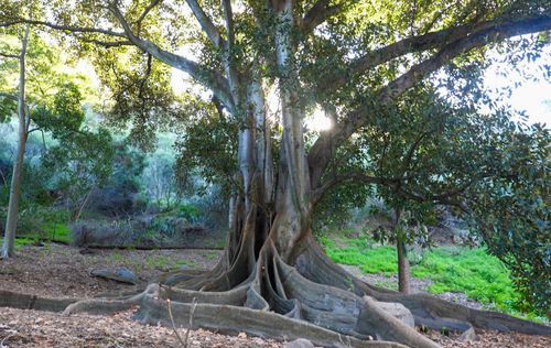 A majestic Moreton Bay fig fatally infested by the beetle, and scheduled for removal
