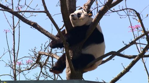Annual 36-hour mating period begins for Adelaide’s giant panda pair