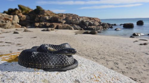 Shane Black said he came across roughly 40 Chappell Island tiger snakes in a single day.