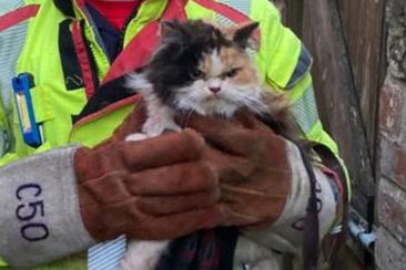 Cat looking grumpy after rescue