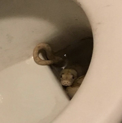 Australian Man 'Spooked' by 6-Foot Snake on His Shower While Sitting on  Toilet