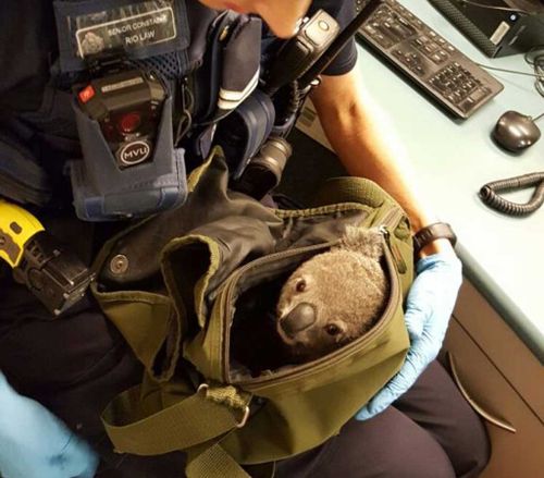Officers 'cautiously unzipped' the bag to find the cute marsupial. (QPS Media)
