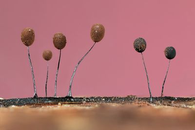 "Tiny Forest Balloons" - Botanical Britain winner