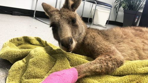 A Melbourne resident has recalled locking a kangaroo in his toilet after it broke into his house over the weekend. Picture: 9NEWS