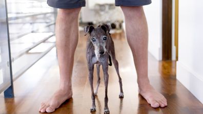 Senior Age (16 years) Female Italian Greyhound pet dog standing beneath her owner
