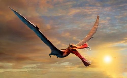 A previously discovered pterosaur, Thapunngaka shawi, is Australia's largest known flying reptile. It boasted a wing span of at least seven metres