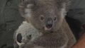 Koala population facing alarming milestone in just two weeks