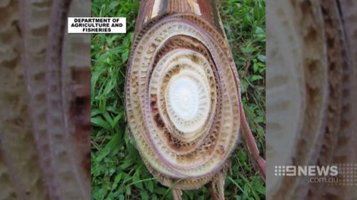 Panama disease is previously unheard of in Queensland. (9NEWS)