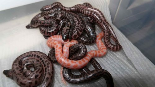 A clutch of freshly hatched pythons.